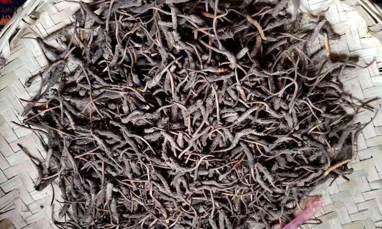 理縣冬蟲夏草圖片 理縣冬蟲夏草圖片