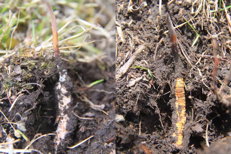 優(yōu)質(zhì)新鮮蟲草圖片