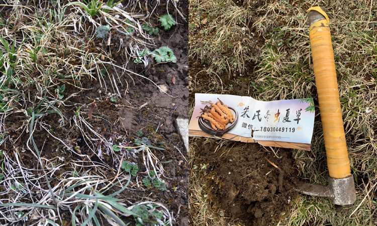 新鮮蟲草長(zhǎng)什么樣子