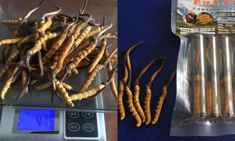 0.4-0.5克一根果洛新鮮蟲草圖片