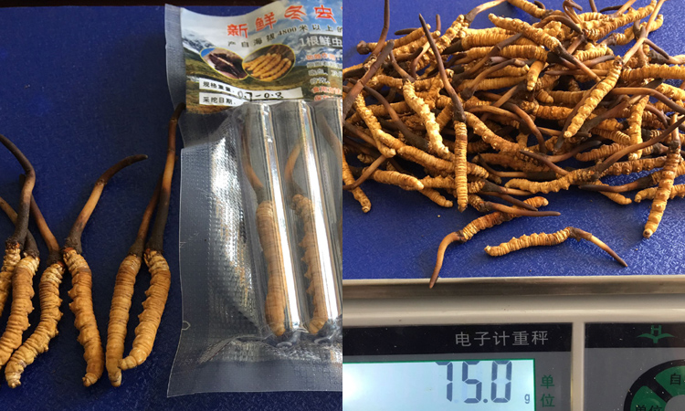0.7-0.8克一根果洛新鮮蟲草圖片