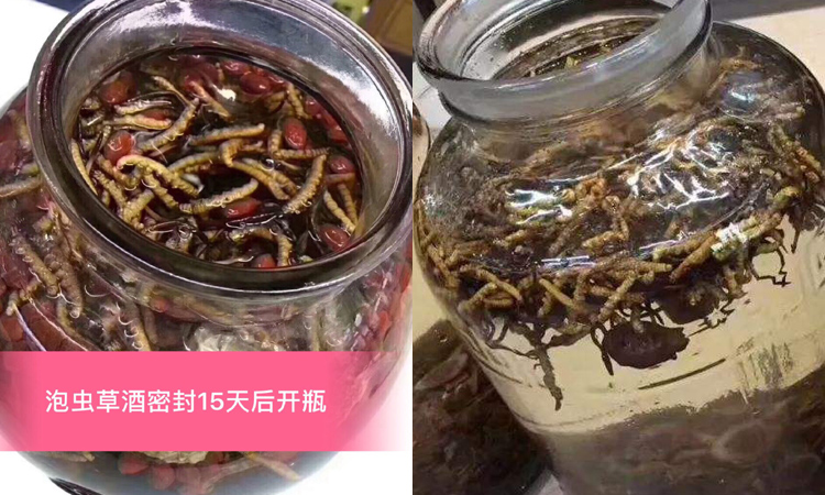 新鮮蟲草泡酒喝 新鮮蟲草泡酒喝