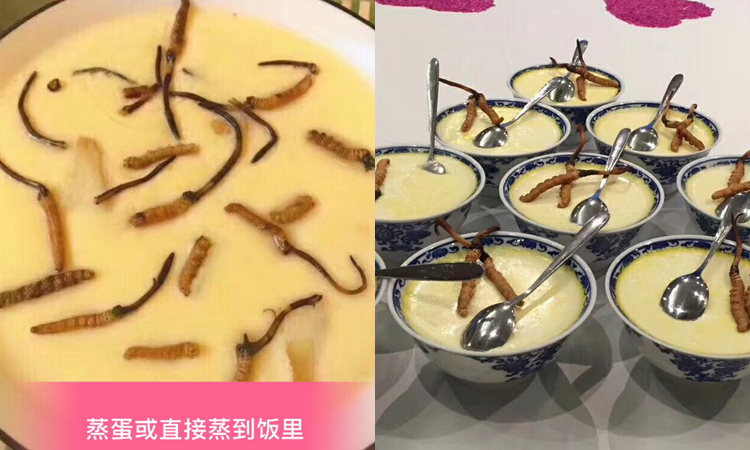 新鮮蟲草蒸蛋羹 新鮮蟲草蒸蛋羹