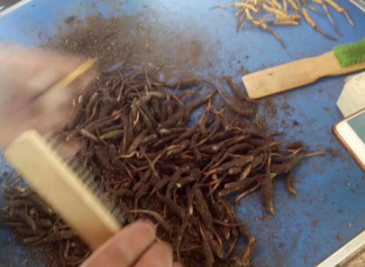 冬蟲夏草刷土的圖片 冬蟲夏草刷土的圖片