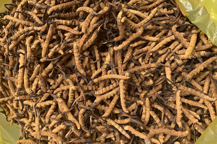 治多縣立新鄉冬蟲夏草圖片