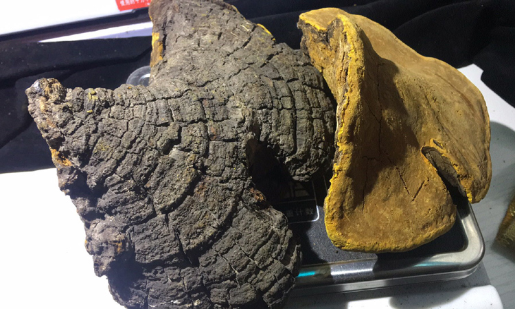 野生桑樹桑黃圖片 野生桑樹桑黃圖片