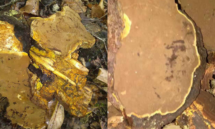 新采摘到的桑黃圖片