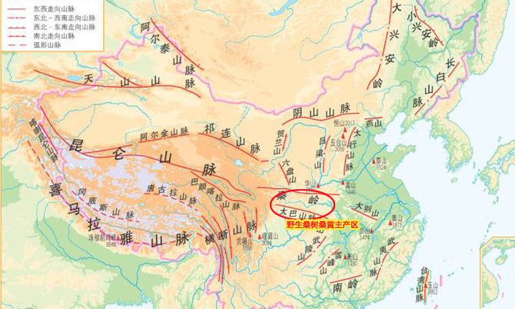 野生桑樹桑黃主產地