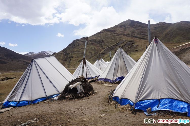 日光下的蟲草采集臨時帳篷 日光下的蟲草采集臨時帳篷