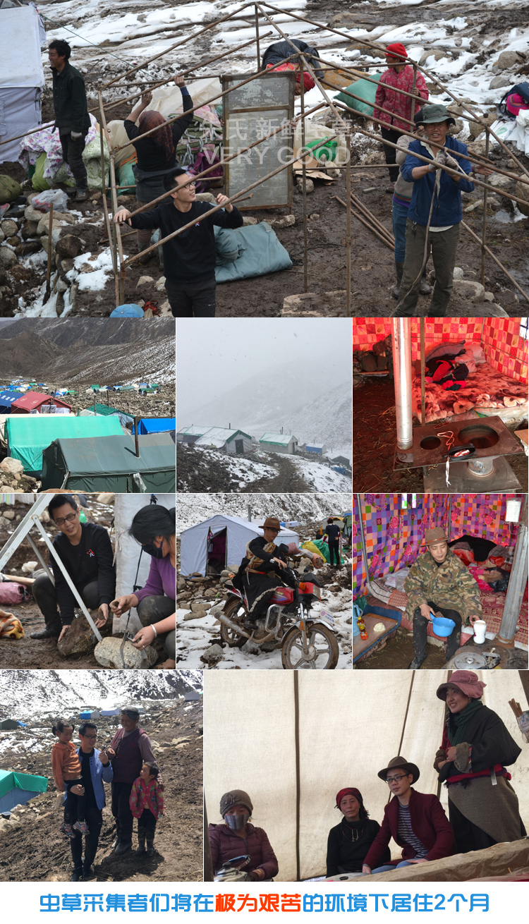 采挖冬蟲夏草營地圖片 采挖冬蟲夏草營地圖片