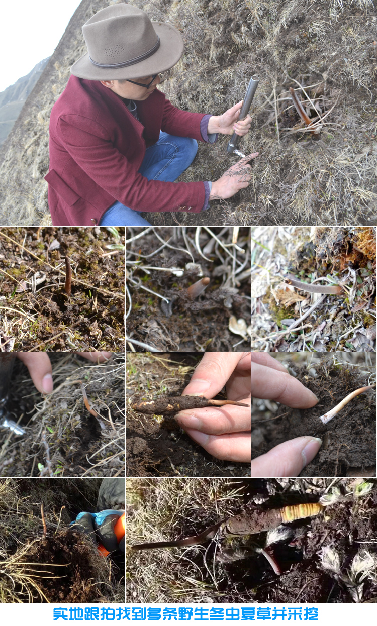 尋找及采挖冬蟲夏草 尋找及采挖冬蟲夏草
