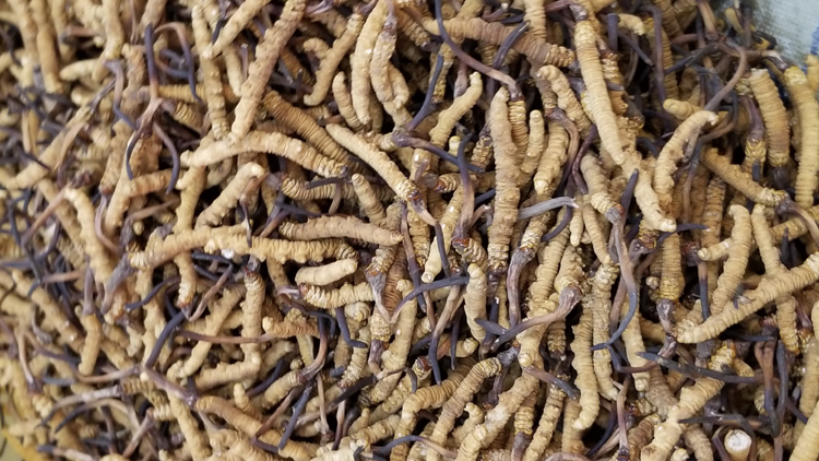 青海果洛雪山鄉(xiāng)蟲草圖片