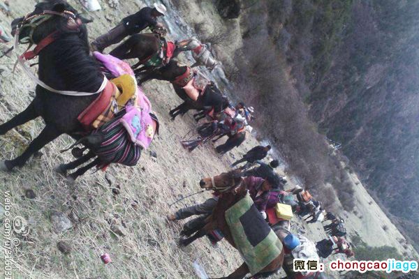 藏民騎馬去采挖蟲草