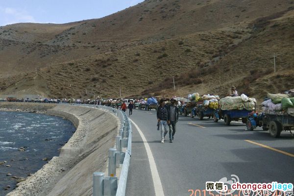 采挖蟲草的藏族隊(duì)伍