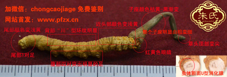 冬蟲夏草鑒別細節圖片