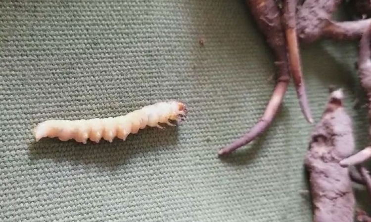 活的冬蟲夏草圖片 活的冬蟲夏草圖片