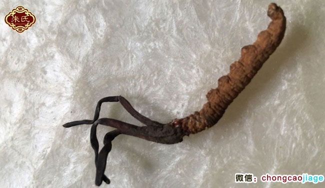 有3個(gè)子座的冬蟲夏草