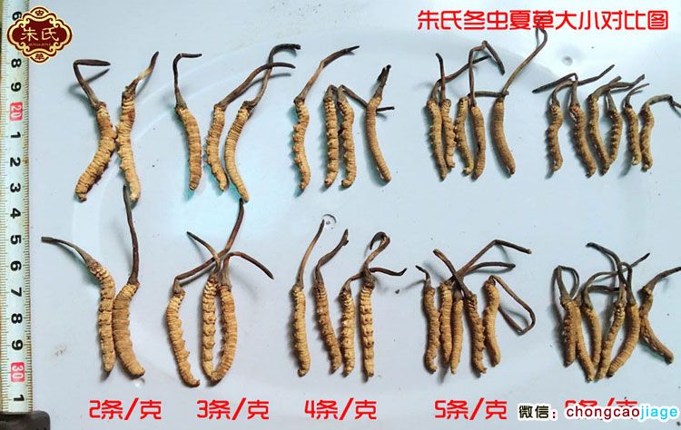 冬蟲夏草分類區別圖片 冬蟲夏草分類區別圖片