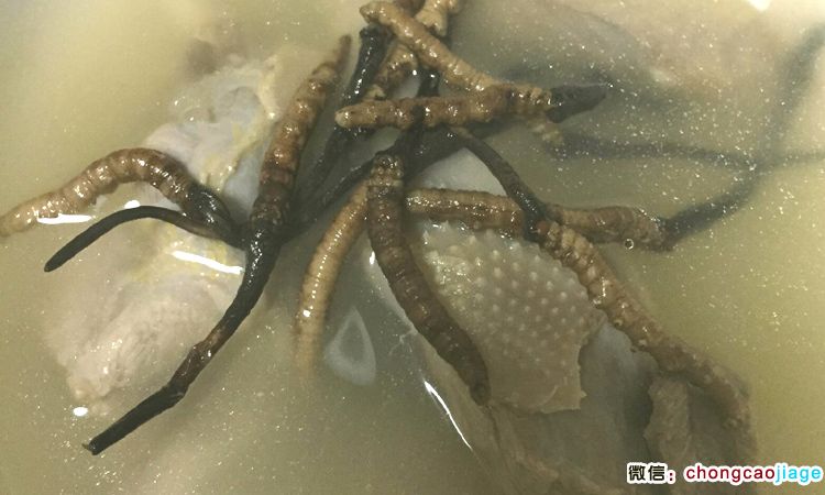 蟲草燉鴨子圖片 蟲草燉鴨子圖片