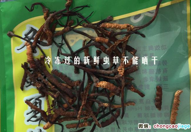 冷凍后的新鮮蟲草曬干萎縮發黑圖片 冷凍后的新鮮蟲草曬干萎縮發黑圖片