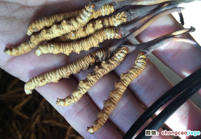 新鮮蟲草圖片