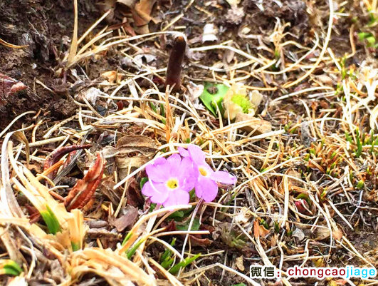 那曲野生蟲草圖片 那曲野生蟲草圖片
