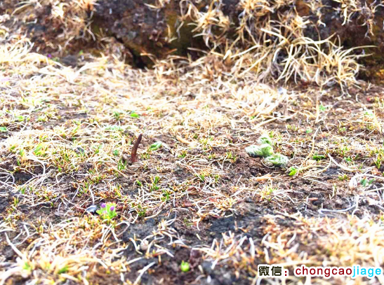 新鮮那曲蟲草子座圖片 新鮮那曲蟲草子座圖片