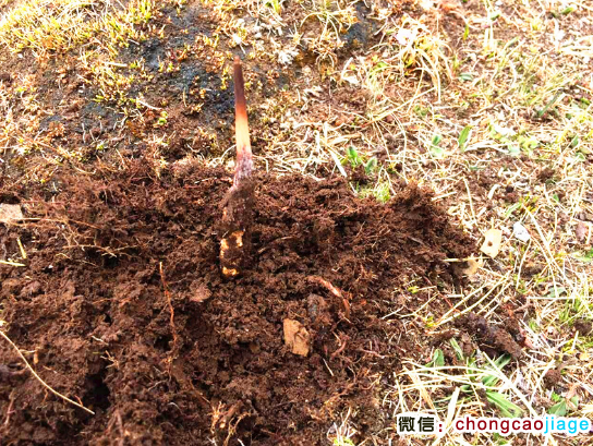 新鮮那曲蟲草圖片 新鮮那曲蟲草圖片