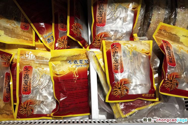 冬蟲夏草中英文包裝 冬蟲夏草中英文包裝