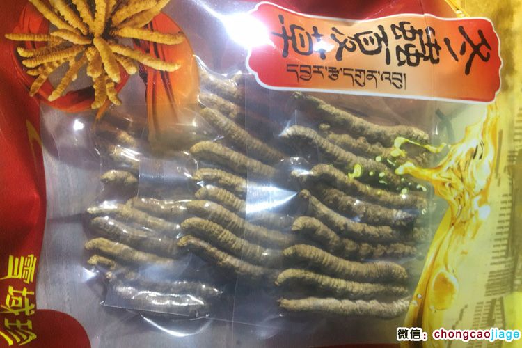 冬蟲(chóng)夏草真空包裝存放 冬蟲(chóng)夏草真空包裝存放