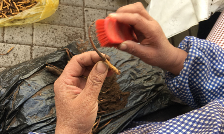 即將刷土完畢的蟲草 即將刷土完畢的蟲草