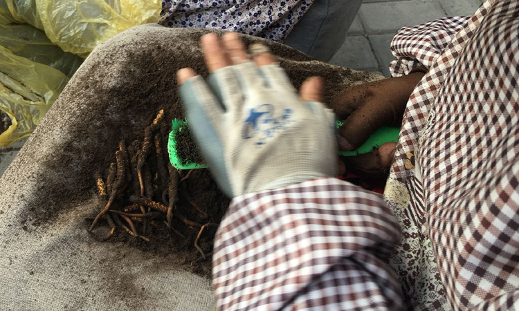 新鮮蟲草搓泥圖片 新鮮蟲草搓泥圖片