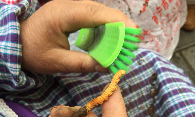 清理新鮮蟲草蟲體泥土 清理新鮮蟲草蟲體泥土