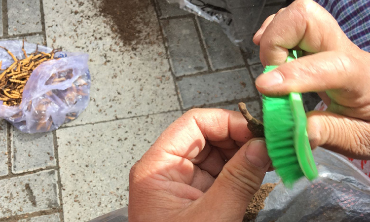 新鮮蟲草刷土圖片 新鮮蟲草刷土圖片