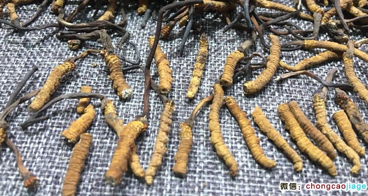 冬蟲夏草斷草圖片 冬蟲夏草斷草圖片