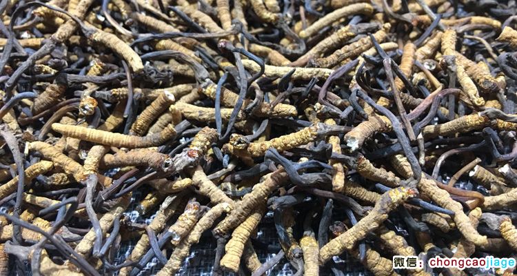 蟲草斷草圖片 蟲草斷草圖片