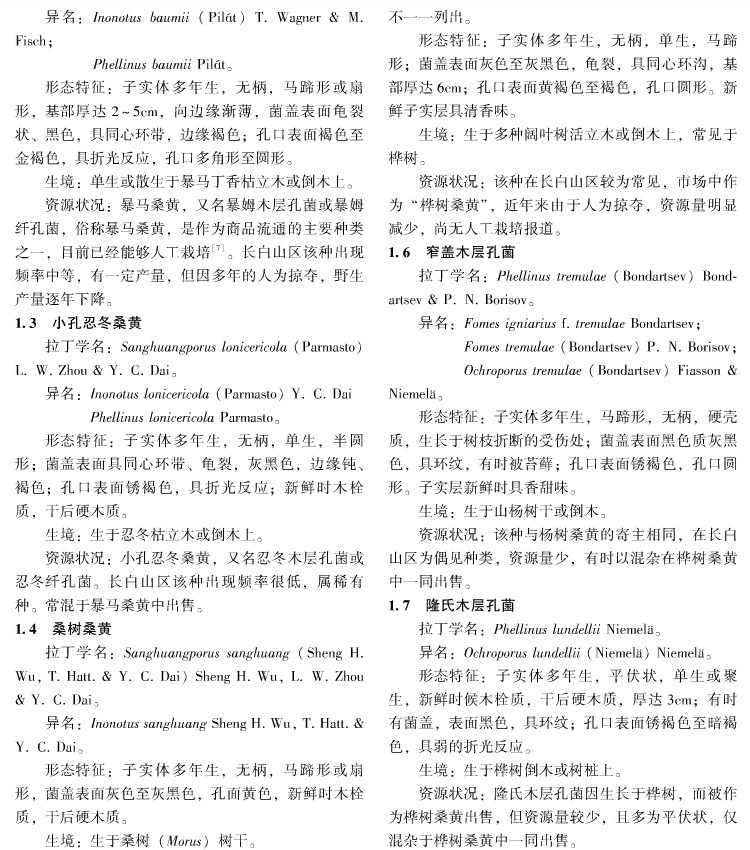 長白山桑黃中沒有桑樹桑黃 長白山桑黃中沒有桑樹桑黃