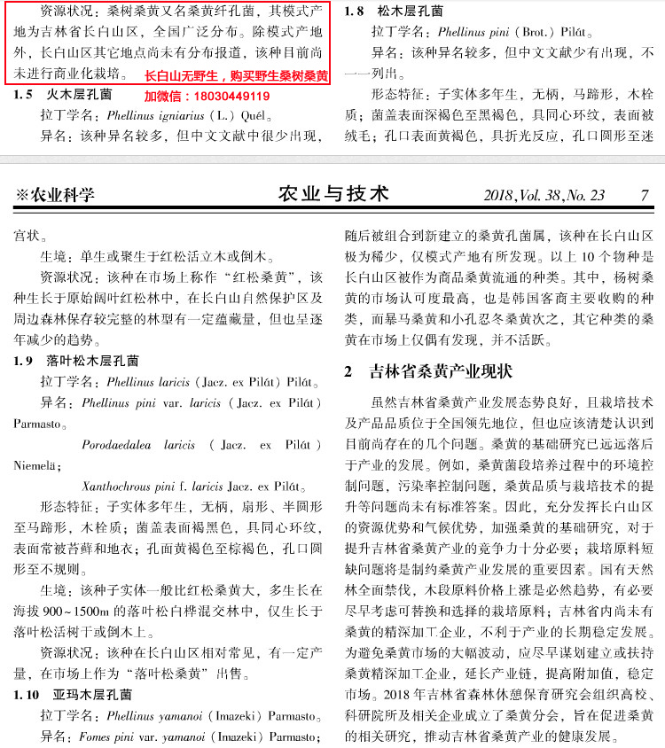 吉林人工桑黃產業現狀 吉林人工桑黃產業現狀