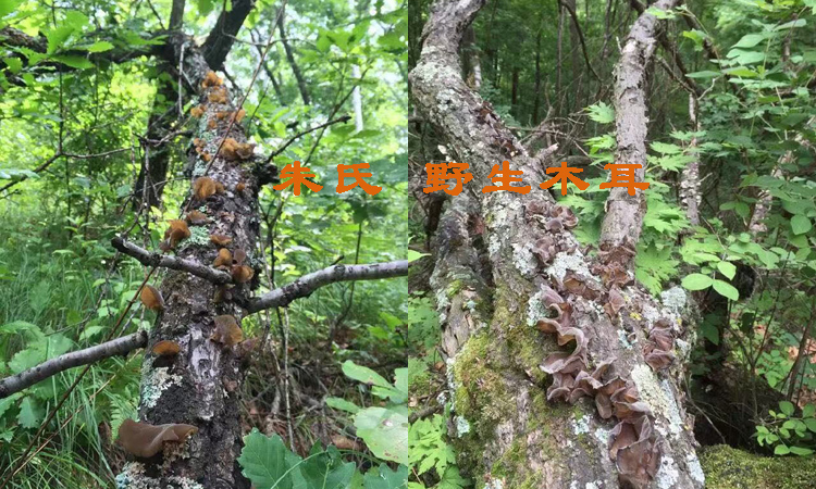 野生樹上木耳圖片 野生樹上木耳圖片