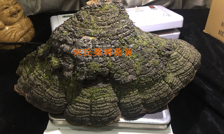 秦嶺桑樹桑黃圖片 秦嶺桑樹桑黃圖片