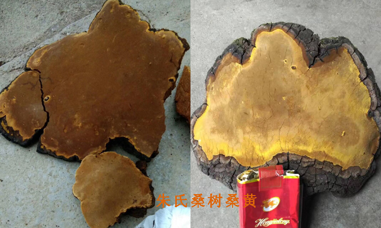 大巴山桑樹桑黃圖片 大巴山桑樹桑黃圖片