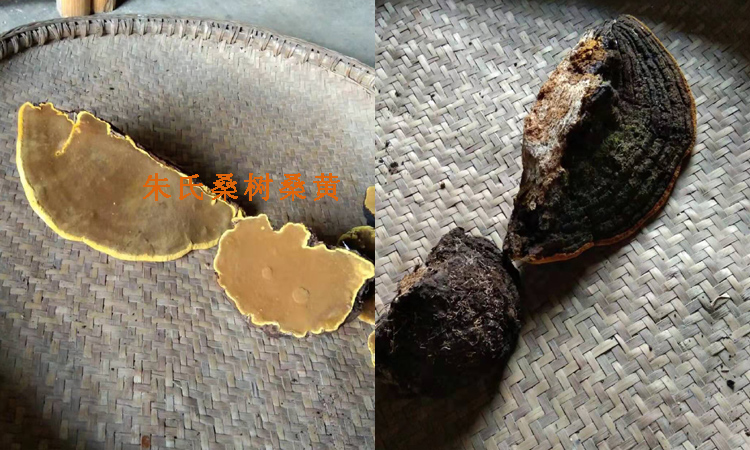 金邊桑樹桑黃圖片