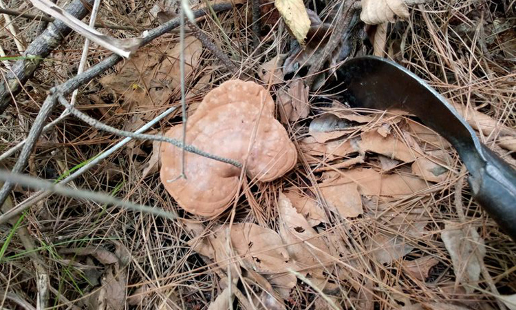 貴州野生赤靈芝圖片 貴州野生赤靈芝圖片