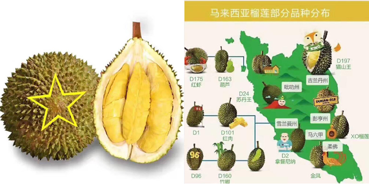 馬來(lái)西亞榴蓮介紹 馬來(lái)西亞榴蓮介紹