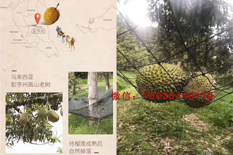 馬來(lái)西亞貓山王榴蓮圖片 馬來(lái)西亞貓山王榴蓮圖片