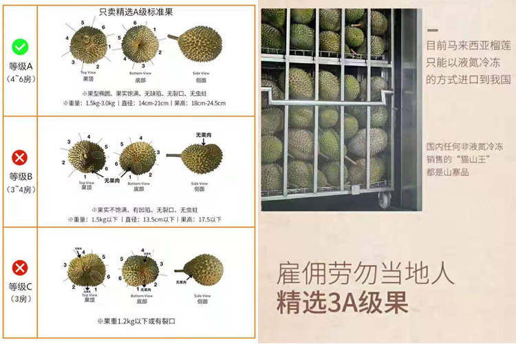 馬來(lái)西亞彭亨州勞勿縣榴蓮 馬來(lái)西亞彭亨州勞勿縣榴蓮