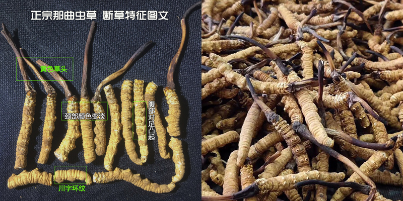 那曲蟲草斷草辨別圖片 那曲蟲草斷草辨別圖片