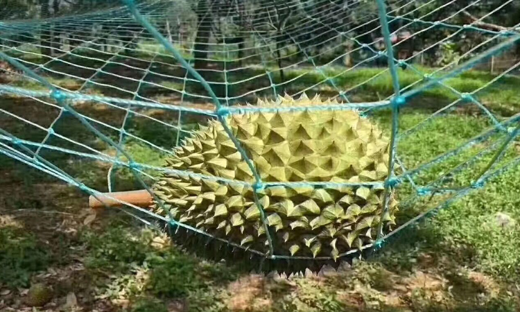 貓山王榴蓮自然掉落在人工網上 貓山王榴蓮自然掉落在人工網上
