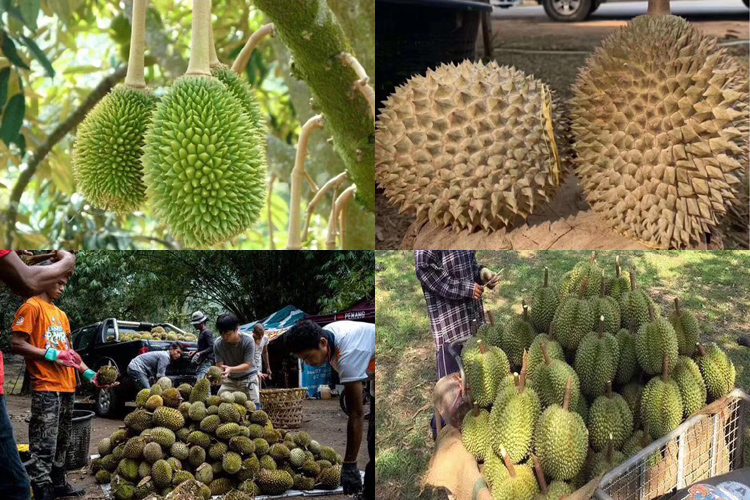 正宗貓山王榴蓮圖片大全 正宗貓山王榴蓮圖片大全