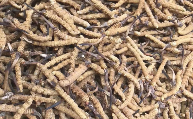 比如縣那曲蟲草圖片